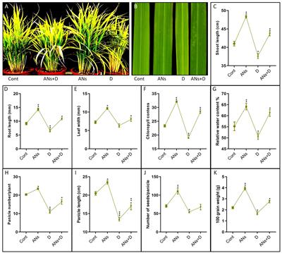 Unveiling the protective role of anthocyanin in rice: insights into drought-induced oxidative stress and metabolic regulation